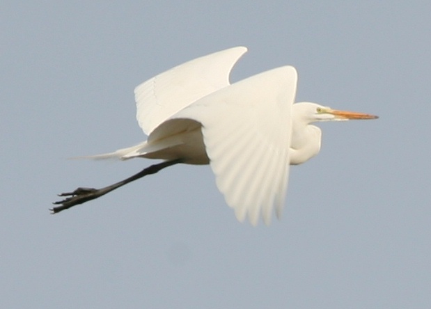 morning flight