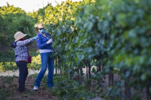 Toiling in the vineyards