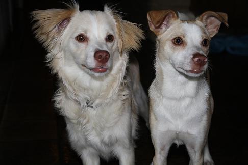 Charlie and Joshie Lookin' for a Home