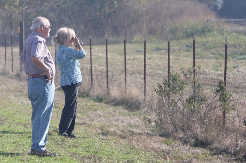 Sandhill Crane Festival