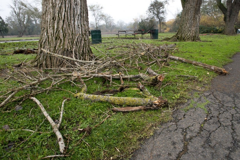 High winds, fallen trees temporarily close Lodi Lake