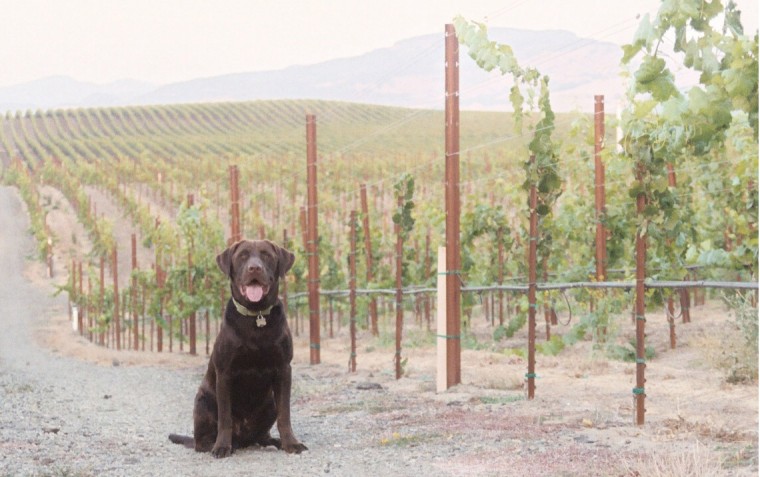 Coco in a vineyard.