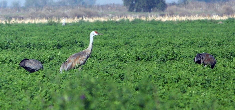 Sandhill Crane Festival