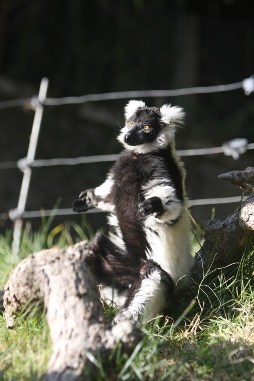 News-Sentinel reporters play zookeepers for a day 