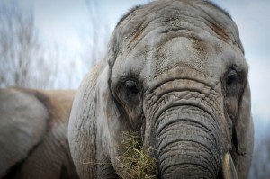 Bob Barker paying up to $1 million to send trio of elephants to PAWS in San Andreas