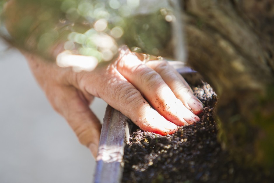 Merry Sasaki helps nurture a garden of trees into skillfully designed bonsai