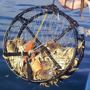 Catch crab and enjoy a crab-themed dinner at the Mendocino Crab Festival
