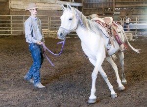 Jack Tone Ranch showcases ‘beautiful, powerful’ Arabian horses