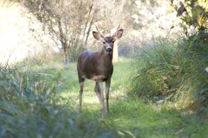 Private landowners discuss their experiences offering Mokelumne River access