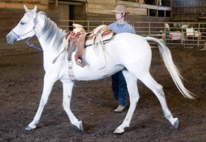 Jack Tone Ranch showcases ‘beautiful, powerful’ Arabian horses
