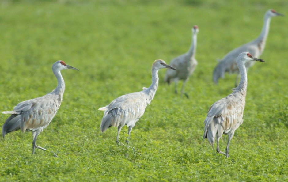 Find feathery fun at the Sandhill Crane Festival