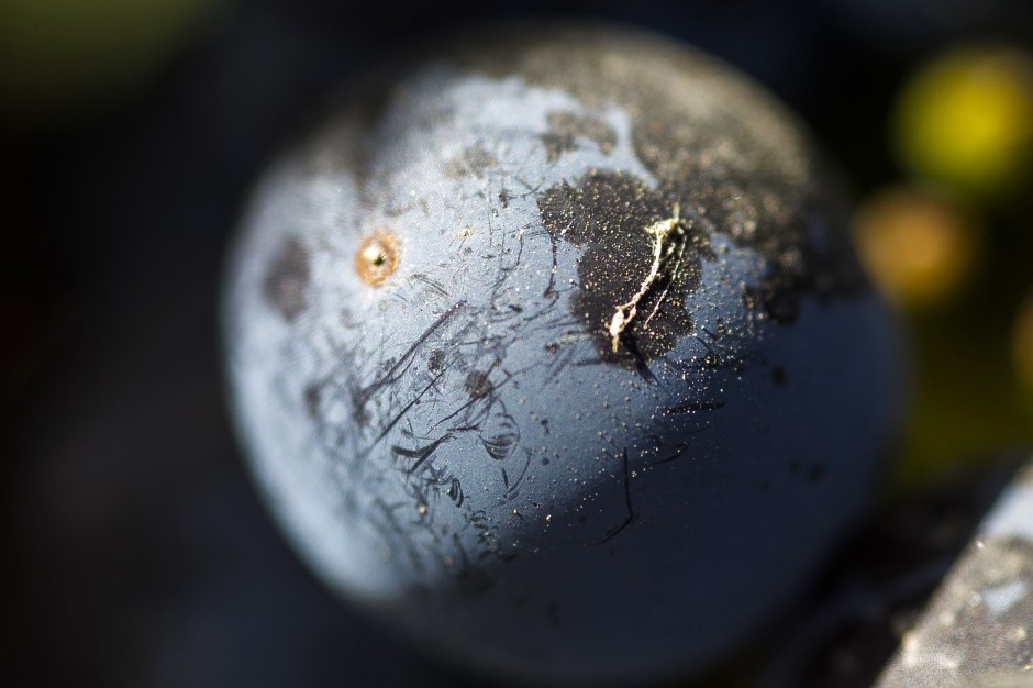 Grape expectations for Lodi-area vineyards 