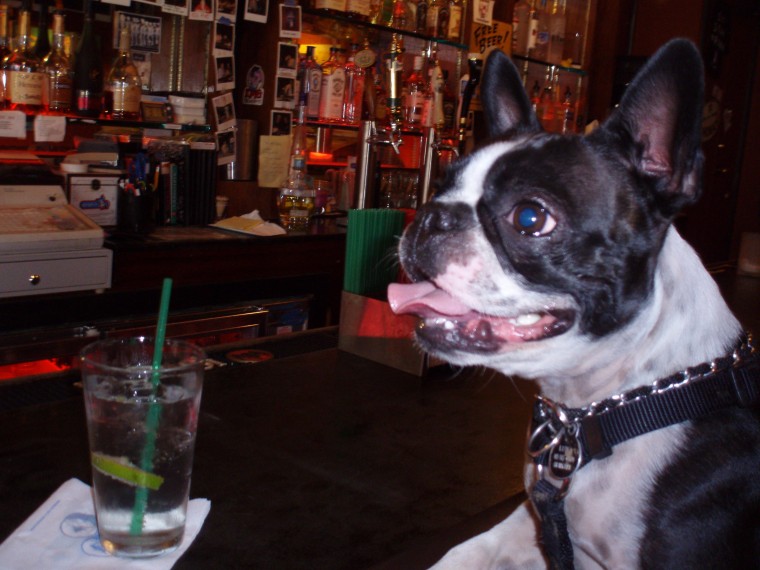 Luna at the Stray Bar