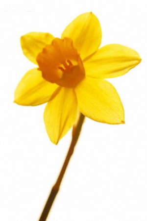 10 ways to celebrate spring in Lodi and beyond
