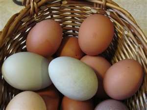 Farm-fresh eggs