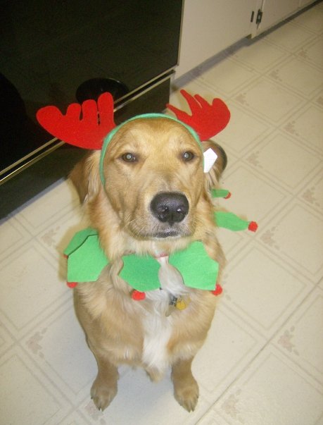 Scout the dog ready for Christmas!