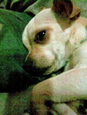 Buddy