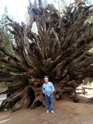 Roots in Yosemite