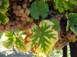 Beautiful Gewürztraminer