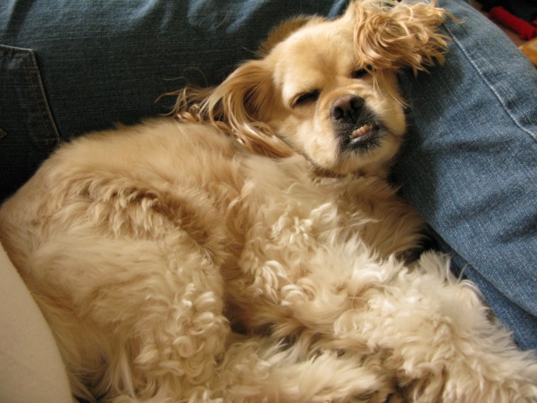 Bentley the fluff ball