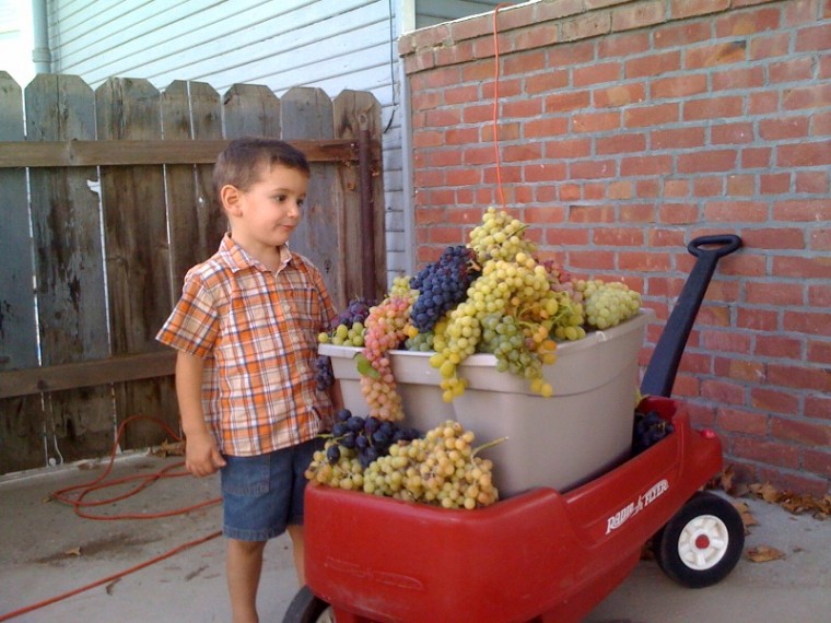 Harvest