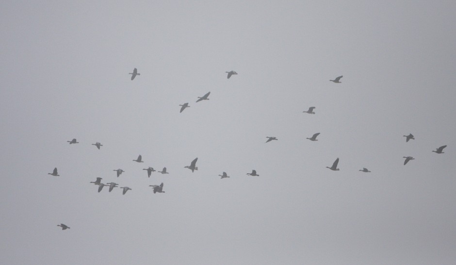 Galt Winter Bird Festival 