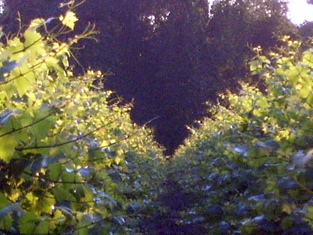 Vines