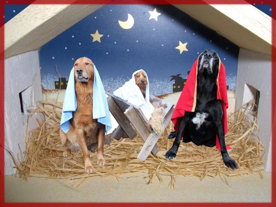 Nativity Puppies