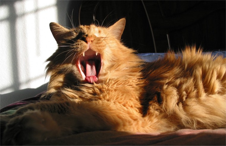 Indy's big yawn!