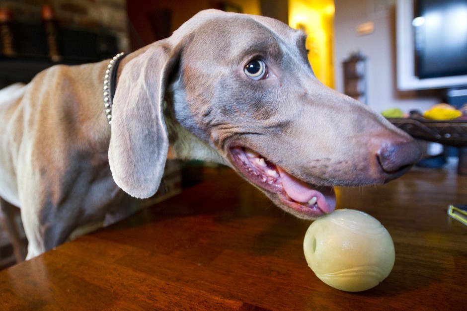 Valley fever can affect dogs, too
