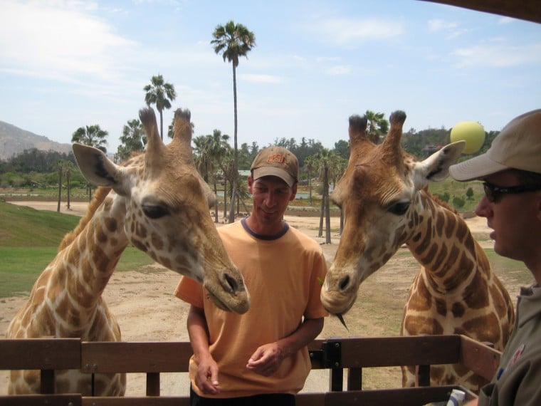 Feeding Giraffe's
