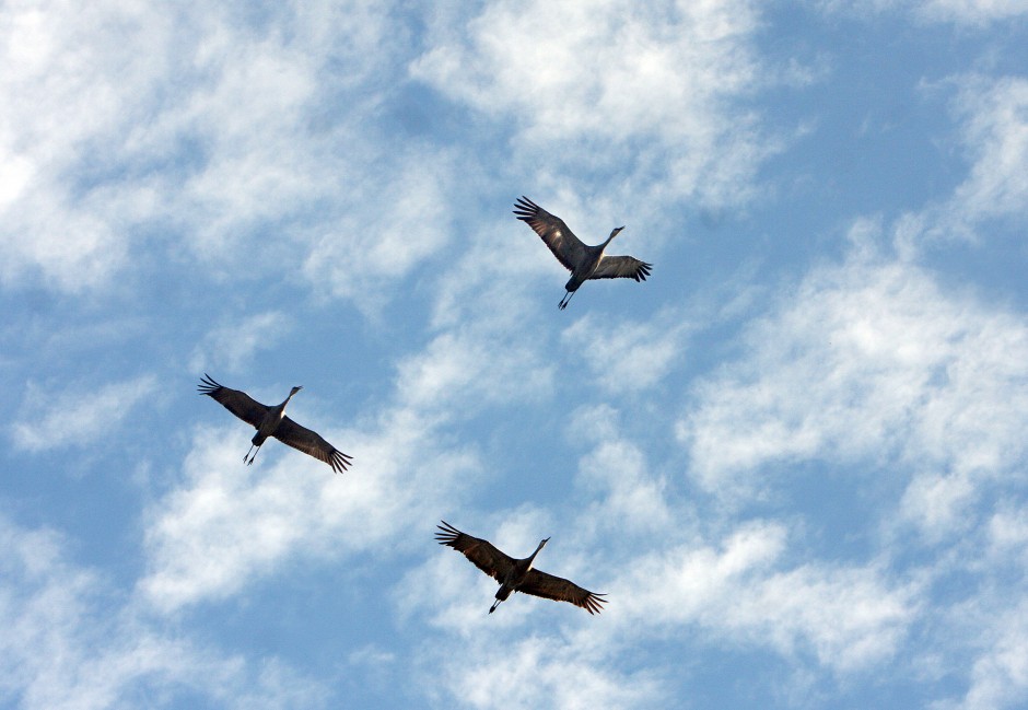 Sandhill Crane Festival