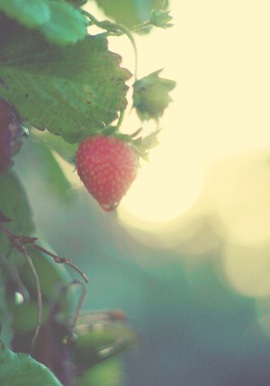 Just call me a farm girl 