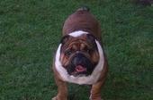 Mack