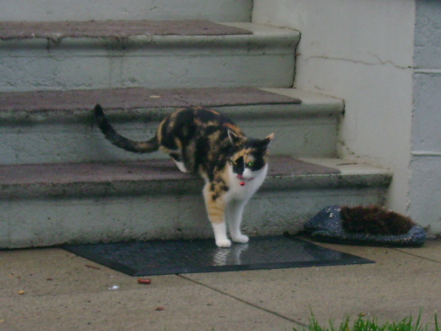 dsc00158.jpg