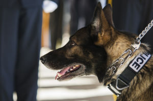 Fallen Galt Police Officer Kevin Tonn Laid To Rest : Yaro, Galt Police Officer Kevin Tonn’s K9 partner, is escorted into the funeral service for Tonn on Monday, Jan. 21, 2013.
 - Photo by Dan Evans/News-Sentinel