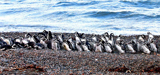 Penguins of Argentina