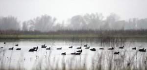 Galt Winter Bird Festival takes flight Jan. 29