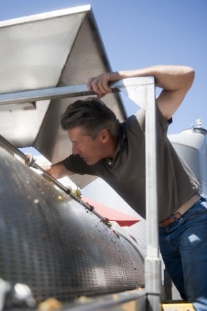 Stomping fresh grapes into Chardonnay