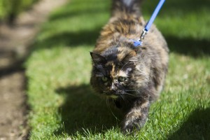 For Lodi cat, love of her leash began with one trip outside