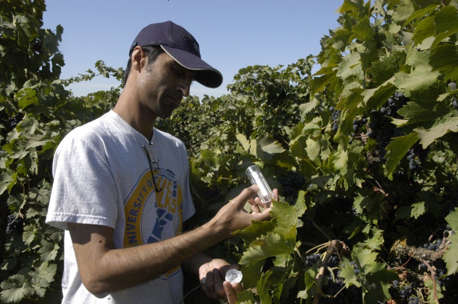 Lodi growers set up sting on pests