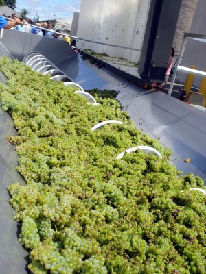 White grapes now being crushed in Lodi