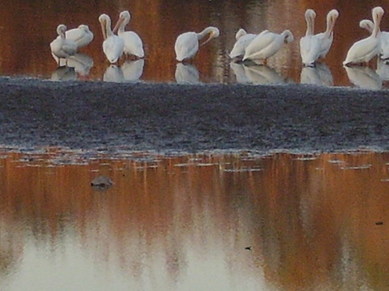 darpic11090.jpg