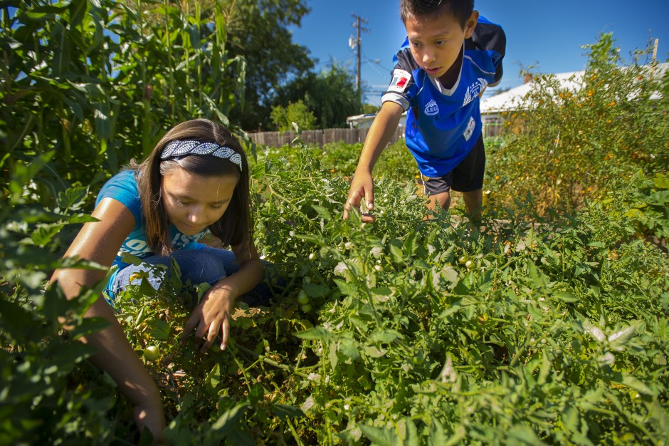 Growing community one tomato, zucchini, watermelon, pumpkin, strawberry at a time 