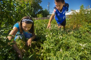 Growing community one tomato, zucchini, watermelon, pumpkin, strawberry at a time 