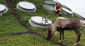 Play in the snow with reindeer at California Academy of Sciences
