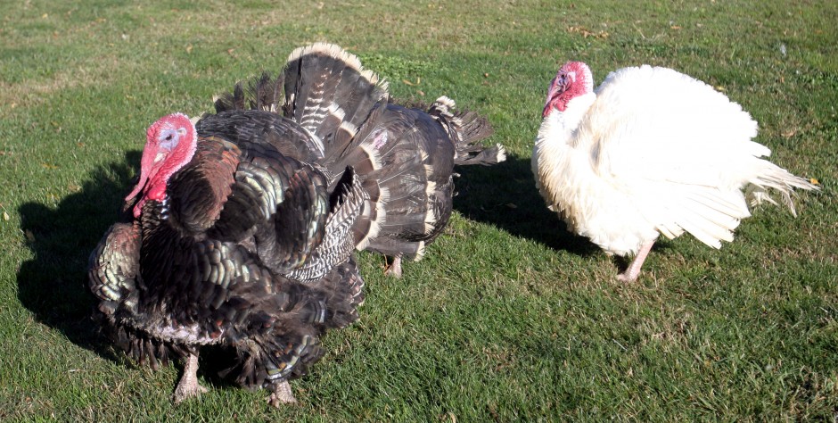 Thanksgiving on the farm
