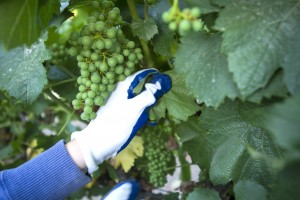 Toiling in the vineyards