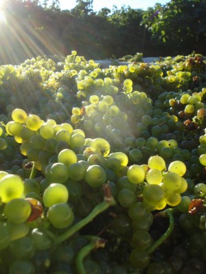 Nearly perfect 2010 Borra Viognier