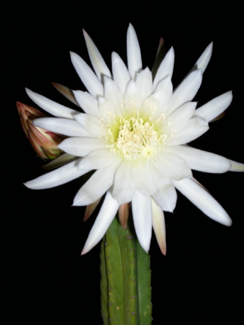 Cactus Flower